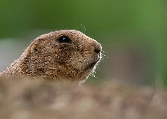 Hélianthe 3* Lourdes